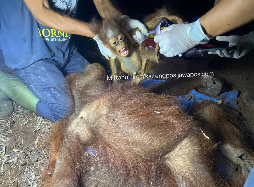 Orangutan terjebak karhutla di Sampit.(Miftahul Ilma/kaltengpos.jawapos.com)