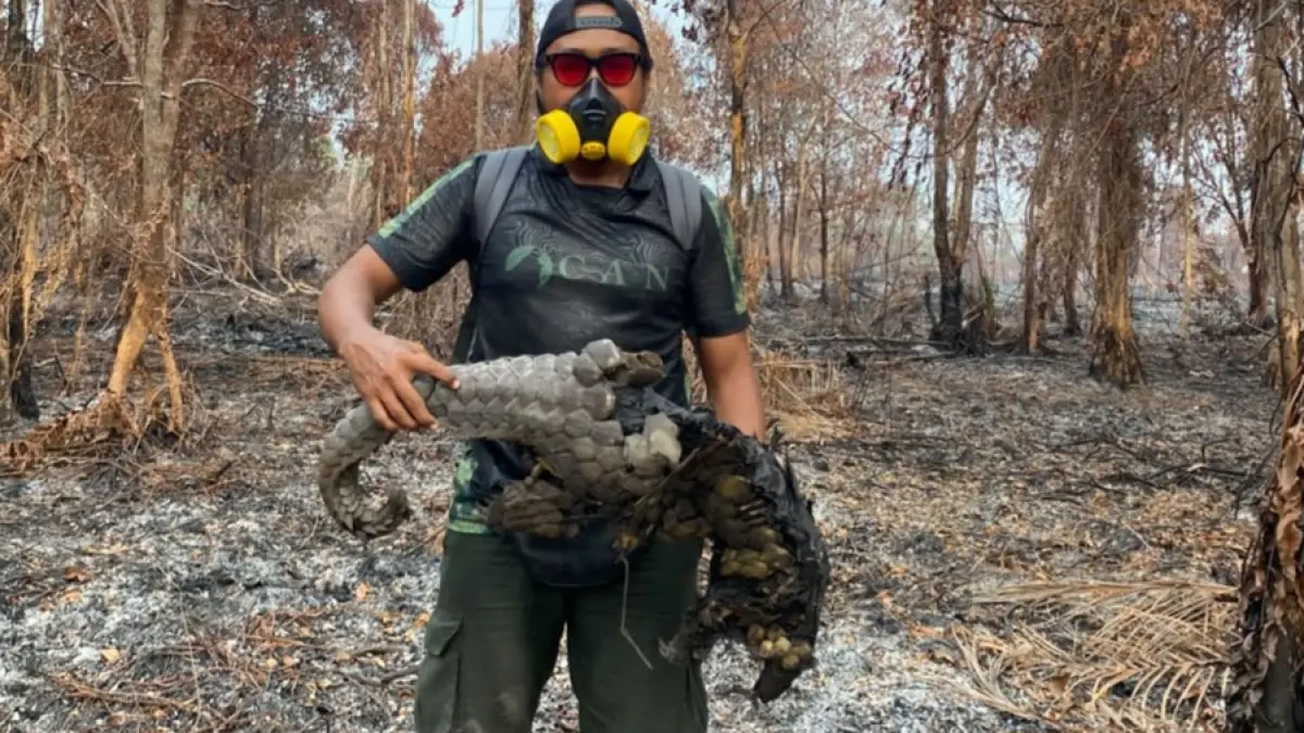 Seekor Tenggiling mati terbakar.(Warga)