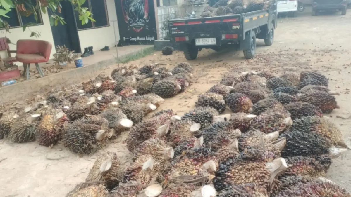 Barang bukti sawit curian yang berhasil diamankan Polsek Dusun Tengah.(Humas)