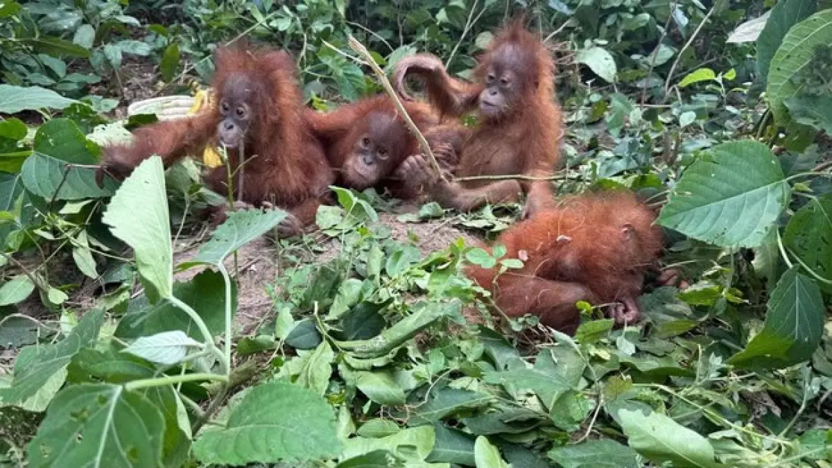 Lima bayi orangutan di tengah hutan India.(Handout / Odisha Forest Department)