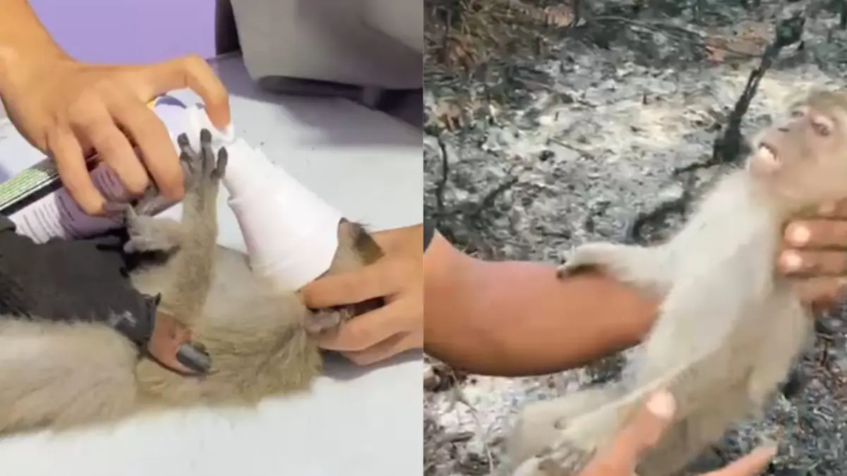 Anak monyet diselamatkan dari habitatnya yang terbakar.(Harie)