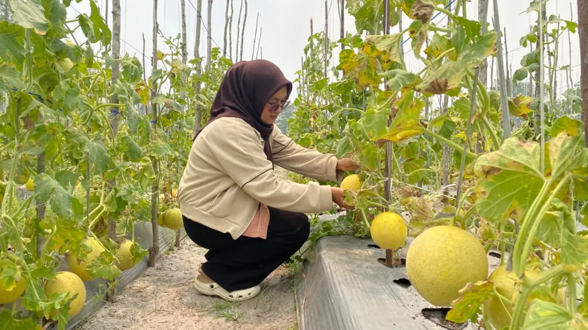 Kebun melon di Sampit juga terdampak karhutla.(Miftahul Ilma/kaltengpos.jawapos.com)
