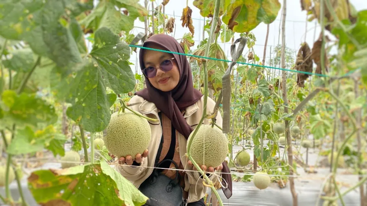 Melon-melon yang ditanam oleh Agus Toyan di Sampit.(Miftahul Ilma/kaltengpos.jawapos.com)