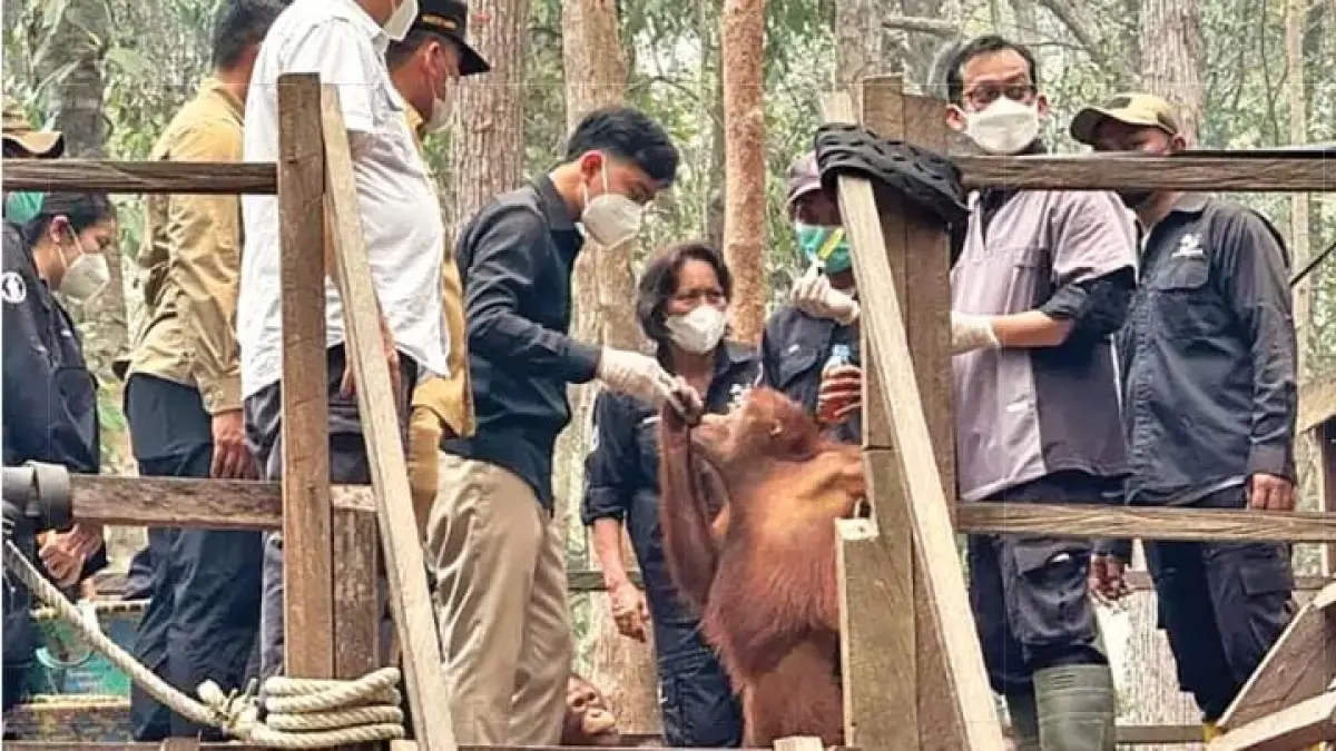 Wapres Gibran yakni meninjau langsung Pusat Rehabilitasi Orangutan Nyaru Menteng.(Setpres)
