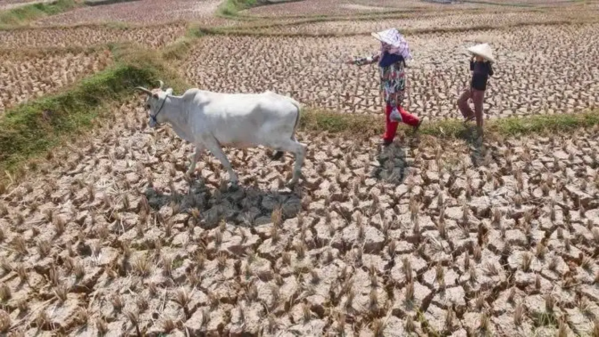 Kemarau mengancam pertanian.(Facebook Otiv Saronk)