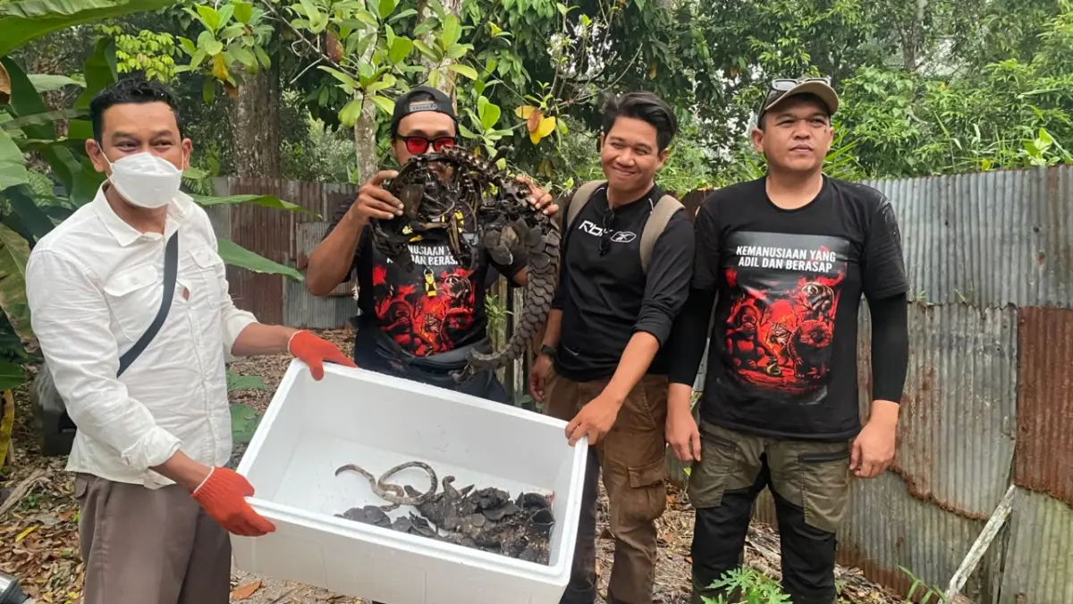 Aktivis lingkungan Sampit, Harie bersama tim saat evakuasi trenggiling.(Miftahul Ilma/kaltengpos.jawapos.com)