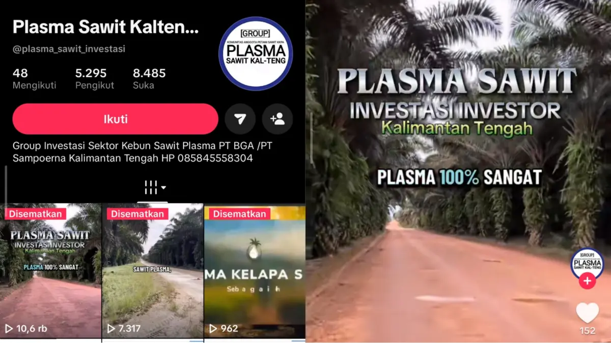 Akun Tiktok penjual plasma sawit.