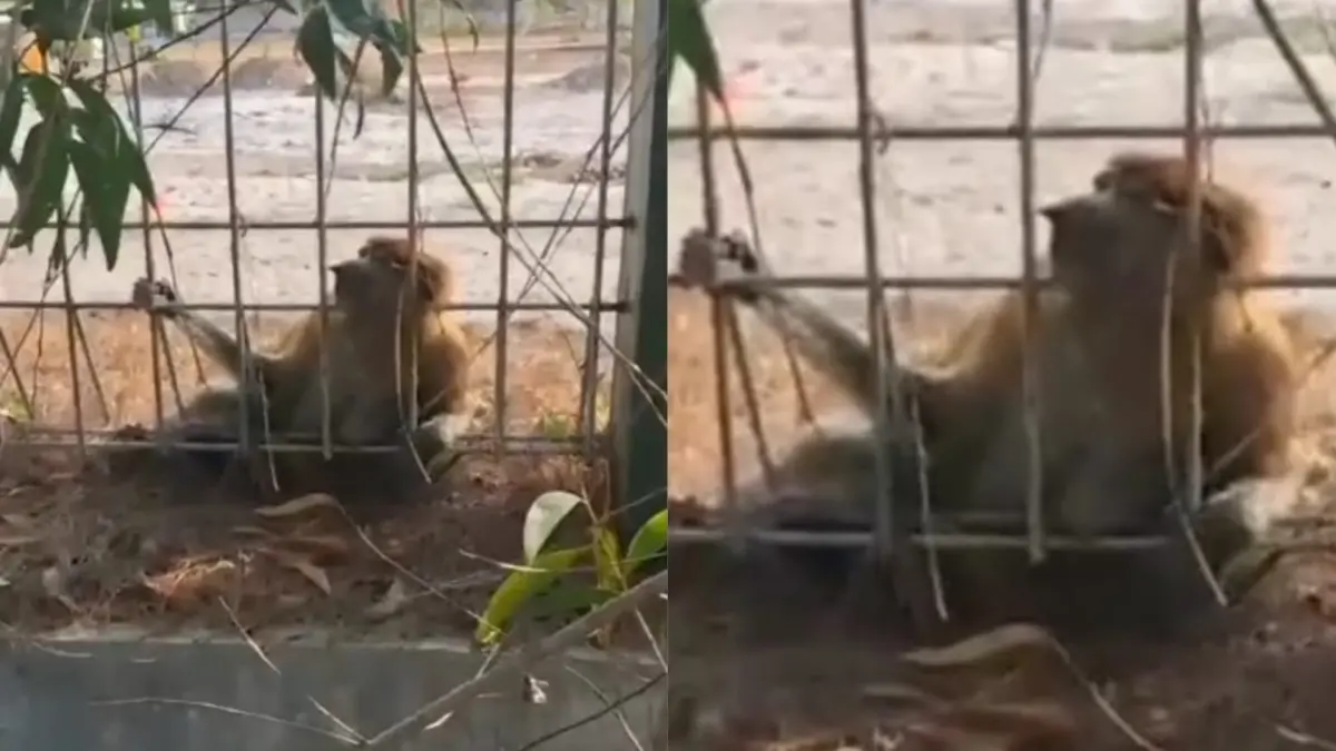 Bekantan mati di permukiman.(Screenshoot)