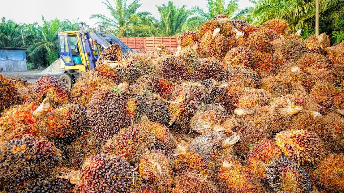 Produk kelapa sawit.(Pixabay/tristantan)