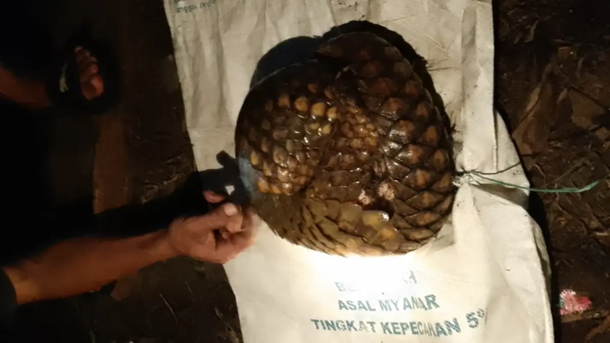 Seekor trenggiling ditemukan warga.