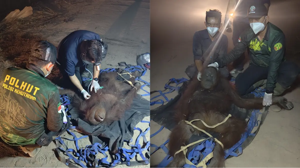Evakuasi orangutan di Bagendang Tengah.(BKSDA)