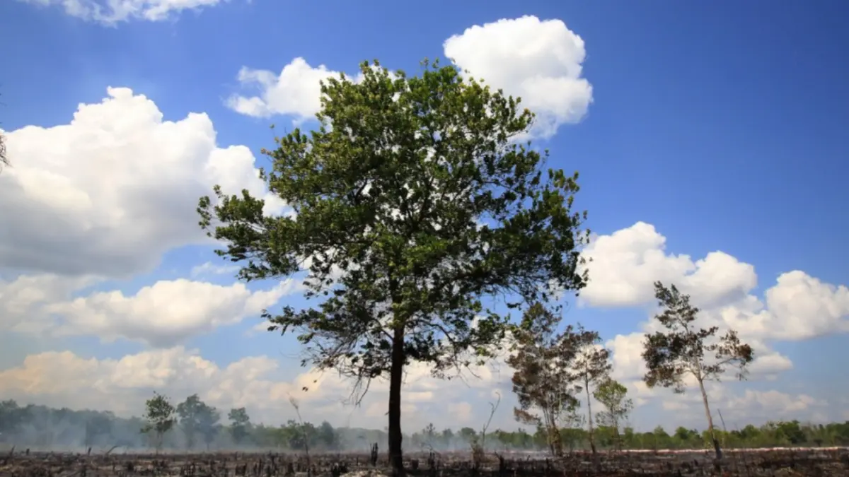 Kebakaran lahan di tengah kemarau panjang.(Dok Denar/Kalteng Pos)