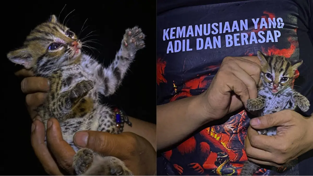 Evakuasi anak kucing hutan terjebak karhutla.(Harie)