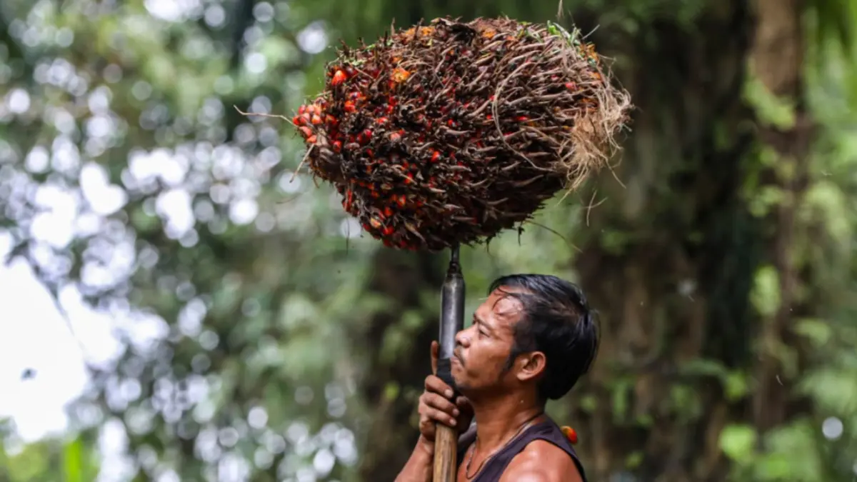 Pekerja mengangkut kelapa sawit. (Salman Toyibi/Jawa Pos)
