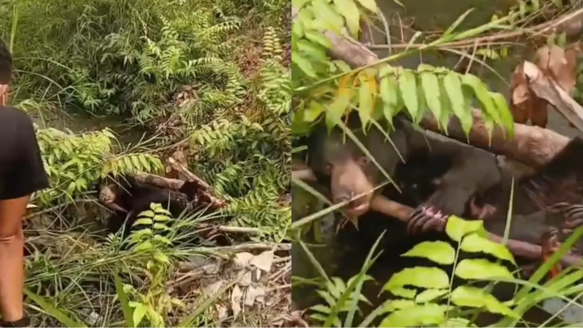 Kondisi beruang kena jerat.(Screenshoot)