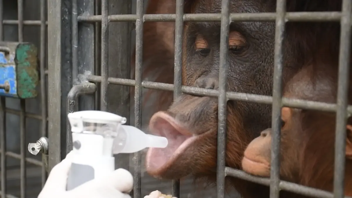 Orangutan mendapatkan nebulizer oleh tim medis BOS Nyaru Menteng.(BOSF)