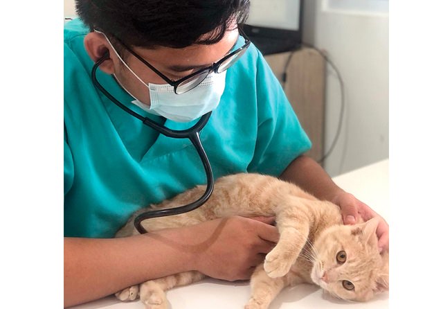 JAGA: Di samping memberikan pertolongan pertama, segera hubungi dokter hewan terdekat ketika anabul terlihat keracunan. Dengan demikian, ada penanganan spesifik sesuai dengan pemeriksaan dan mencegah terjadinya komplikasi. (DRH NADHOR NAINGGOLAN FOR JAWA