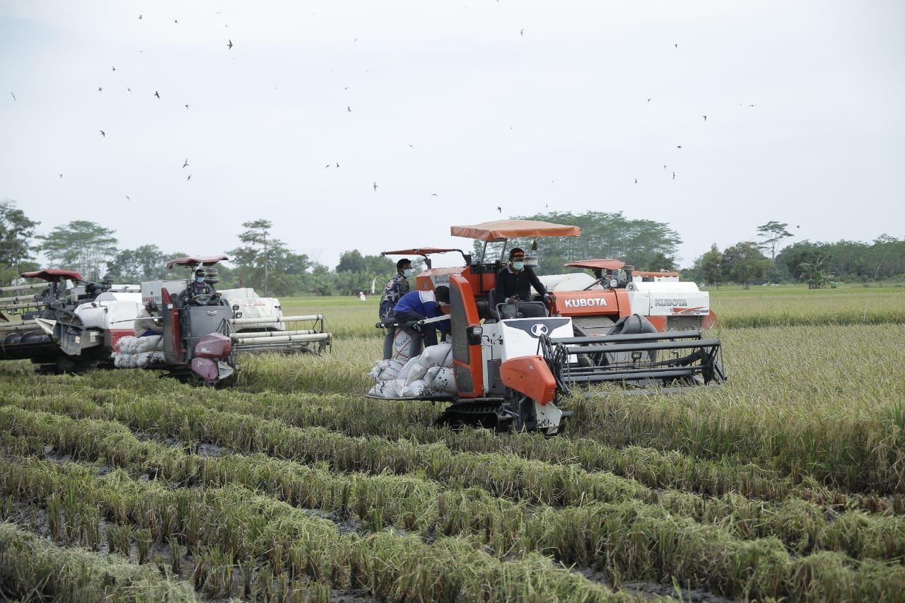 PANEN: Proses panen menggunakan mesin pemotong padi pada lahan Food Estate di Pulang Pisau, belum lama ini. Untuk memperkuat pengelolaan lahan pertanian, direncanakan penempatan SDM lokal dan luar daerah di kawasan lumbung pangan tersebut. FOTO: DISKOMINF