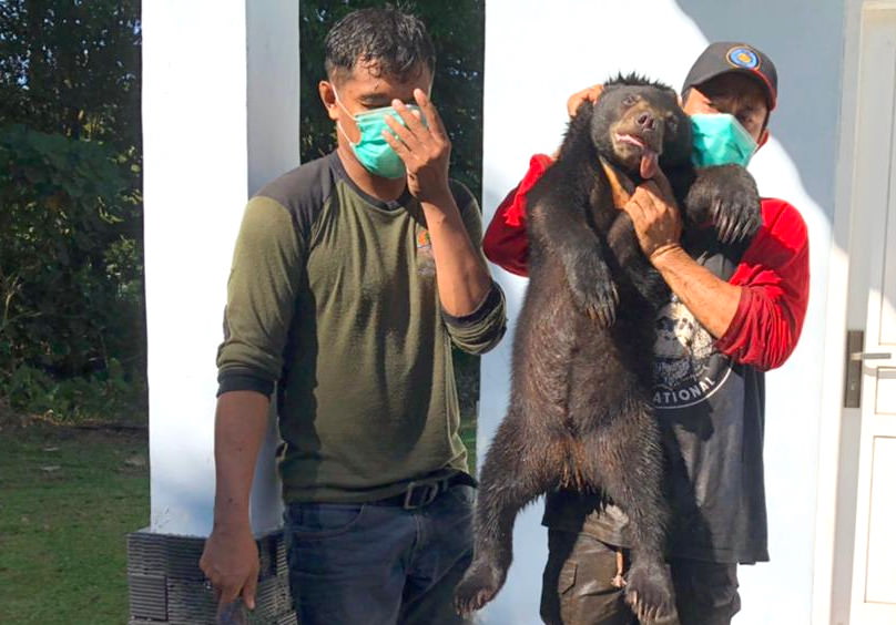 DIEVAKUASI : Petugas BKSDA Kobar melakukan evakuasi seekor Beruang Madu, Jumat (10/6). Foto: BKSDA Kobar Untuk Kalteng Pos
