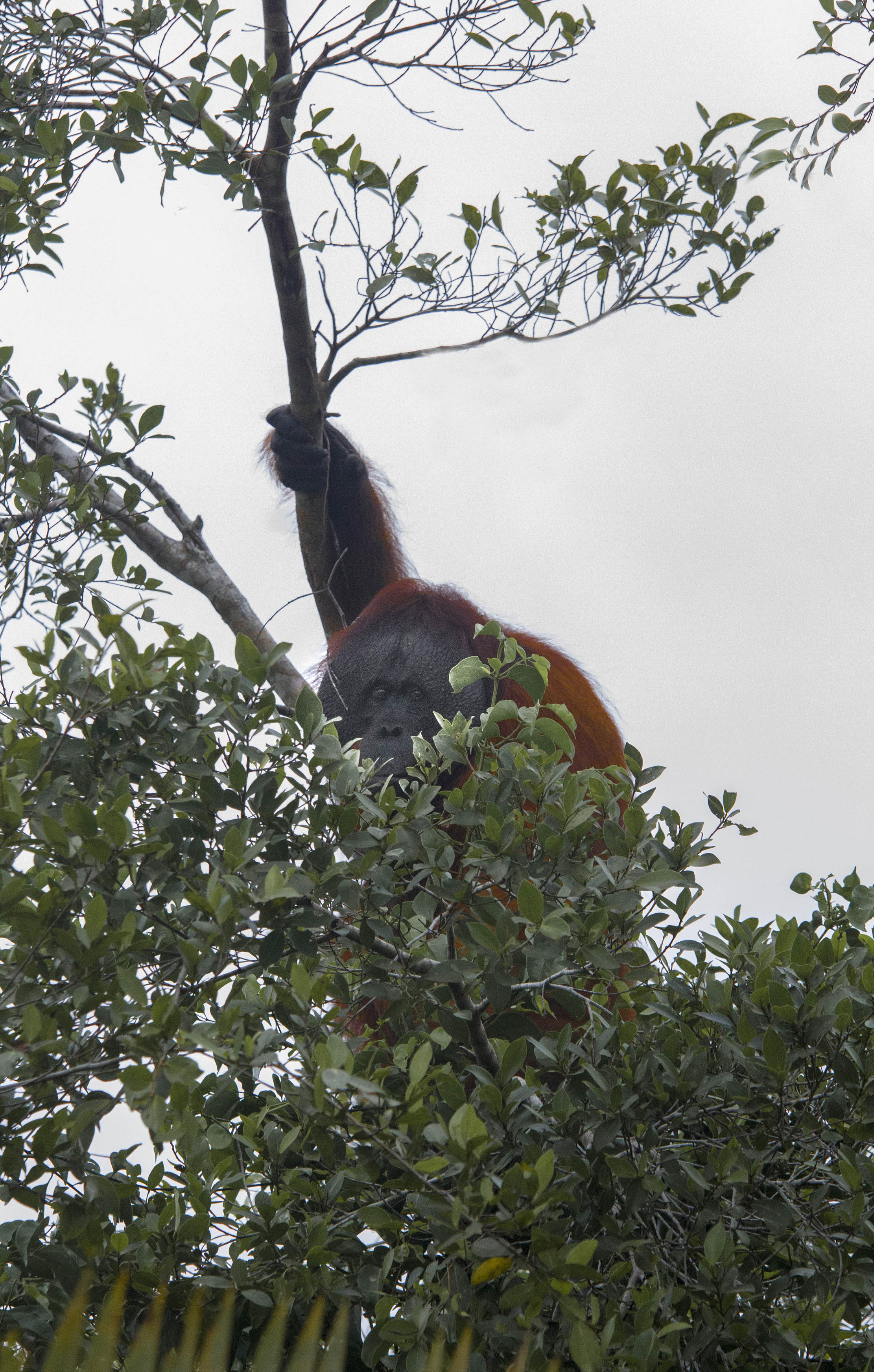 Seekor orang utan menampakkan diri di pinggiran Sungai Sekonyer. AGUS PRAMONO/KALTENG POS