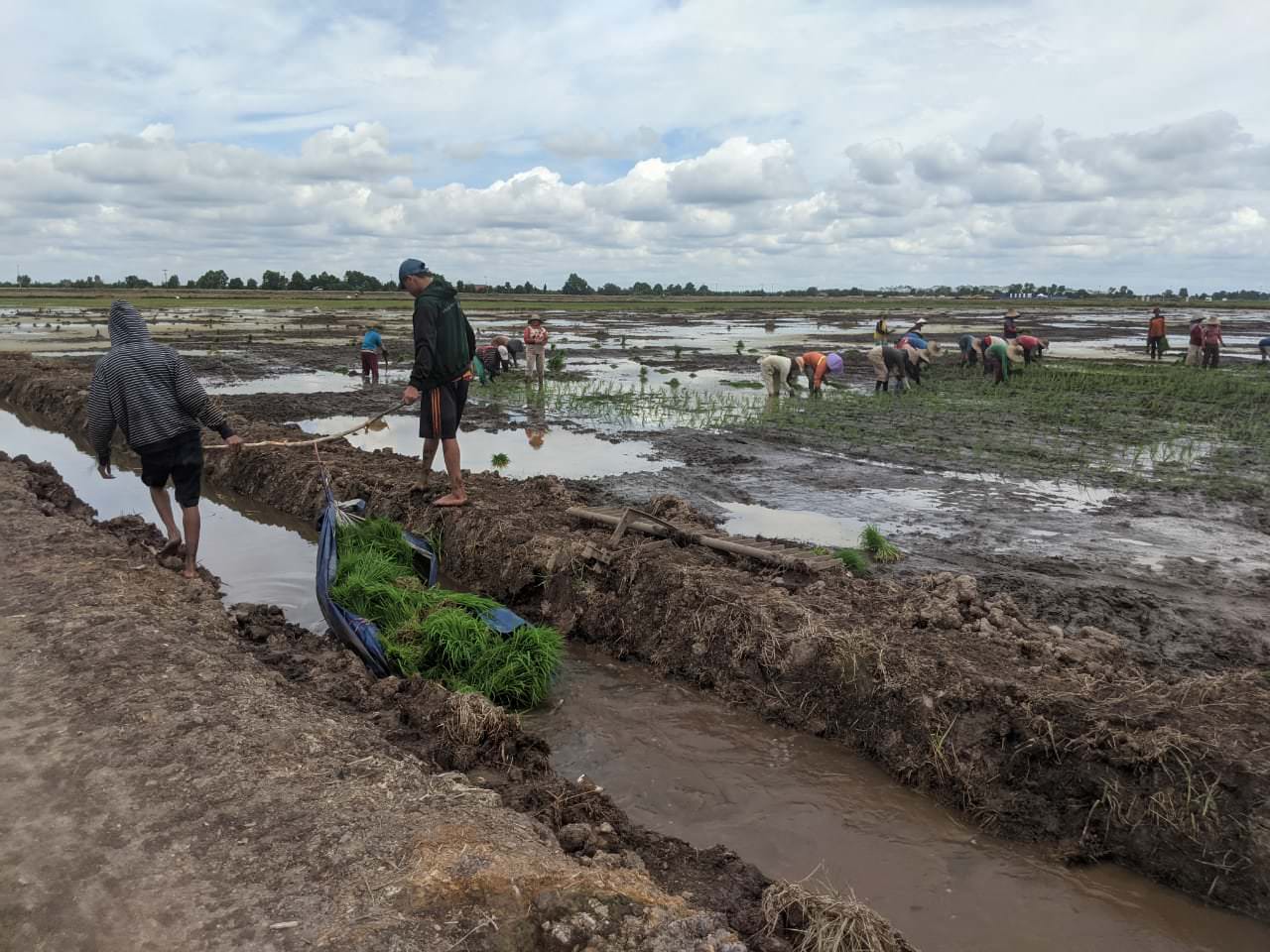 PILIH TANAM LANGSUNG: Petani Desa Petuk Batuah (A2), Kecamatan Dadahup membawa bibit padi untuk ditanam secara manual di lahan food estate Desa Bentuk Jaya (A5) Dadahup, Kamis (30/9).  FOTO: GALIH/KALTENG POS
