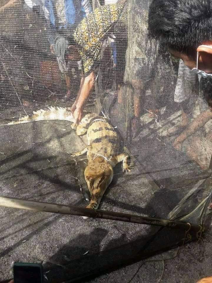 BUAYA: Sejumlah warga ketika mengamankan seekor buaya yang terjebak perangkap ikan di Desa Luwuk, Kecamatan Tasik Payawan, Sabtu (23/10). (IST UNTUK KALTENG POS)