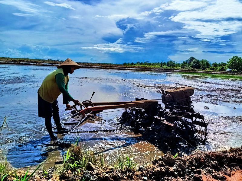 PENGOLAHAN LAHAN: Sebagian petani di kawasan food estate harus menunda penanaman padi karena terdampak banjir. Foto ini diambil sehari sebelum debit air di persawahan meninggi. FOTO: HARTOYO/KALTENG POS