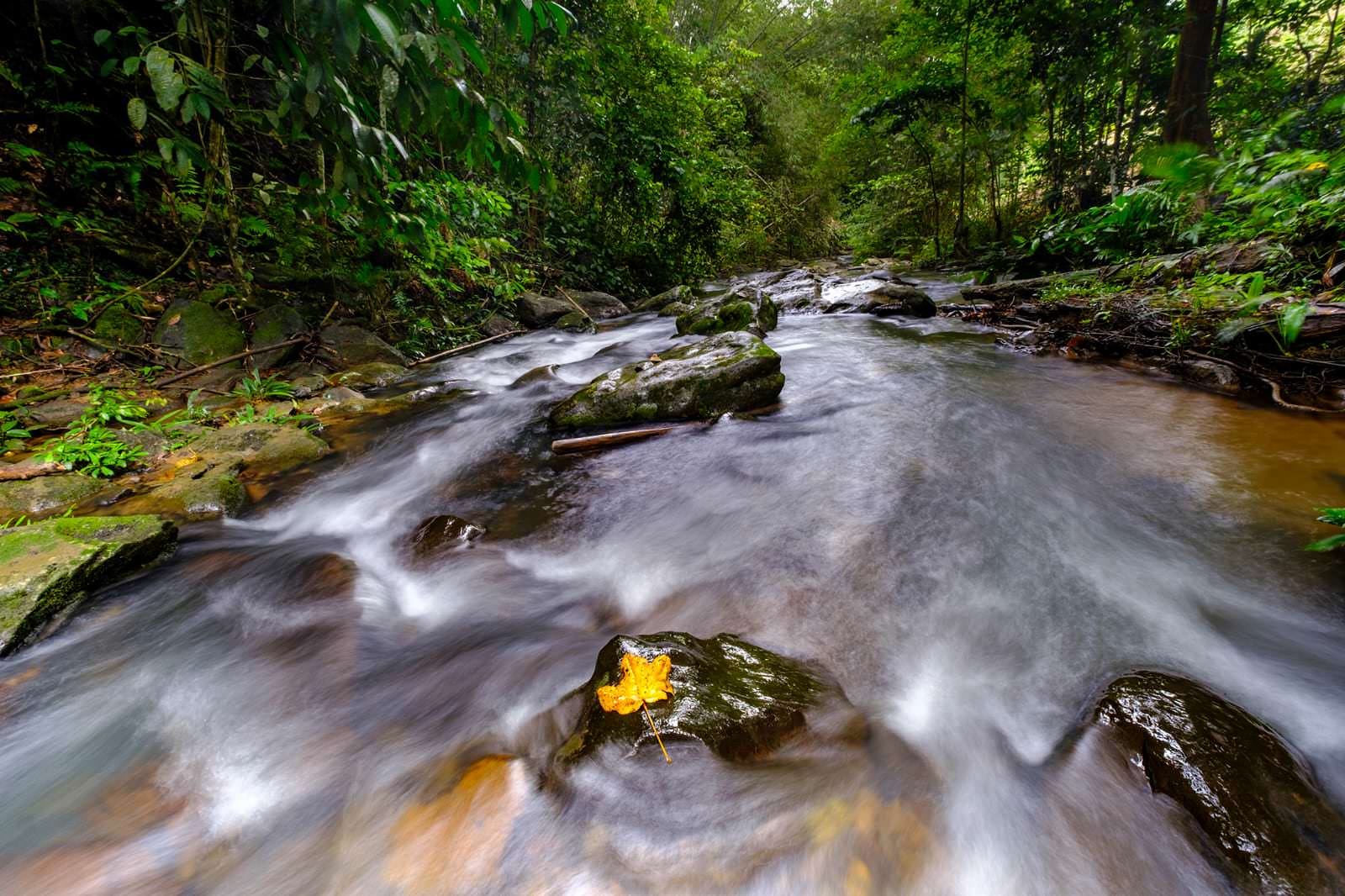 FOTO : HITAM PUTIH BORNEO