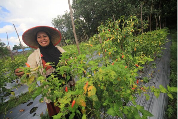 PANEN: Petani cabai di Jalan Tjilik Riwut Km 10 Palangka Raya memanen cabai matang berwarna merah untuk dijual ke pasar, Senin (14/3).
