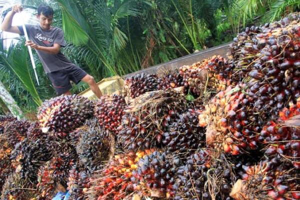 Organiasi petani kelapa sawit Indonesia pun menyambut baik pencabutan larangan ekspor minyak goreng dan juga Crude Palm Oil oleh Jokowi