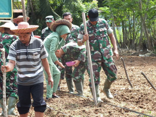 TANAM JAGUNG : Kepala Staf Kodim 1014 Pangkalan Bun Mayor Inf  Edy Sucipto didampingi Pasi Ter Kodim 1011/Pbn Kapten Inf Mulyono serta anggota TNI AD dan ibu-ibu persit bersama para petani menanam jagung, Jumat (15/7).