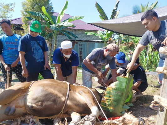 Keluarga besar DPD LDII Kapuas melakukan penyembelihan hewan kurban sapi di Kopleks Masjid Al Muhajir Kuala Kapuas, Minggu (10/7/2022). FOTO: ART