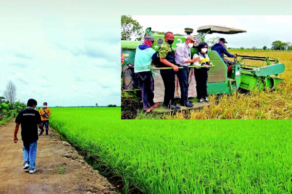 LUMBUNG PANGAN: Bupati Pulpis Pudjirustaty Narang didampingi Kepala DPUPR Dr Usis I Sangkai dan Kepala Dinas Pertanian Slamet Untung Rianto melakukan panen padi di Kecamatan Pandih Batu beberapa waktu lalu.