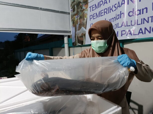 Petugas SKIPM Kelas I Palangka Raya memastikan komoditas ikan yang akan dikirim dalam kondisi bebas hama dan penyakit. MIHARJO UNTUK KALTENG POS