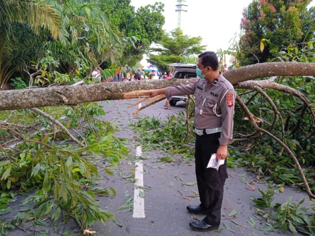 Pohon tumbang yang menewaskan dua orang pengendara sepeda motor. SATLANTAS