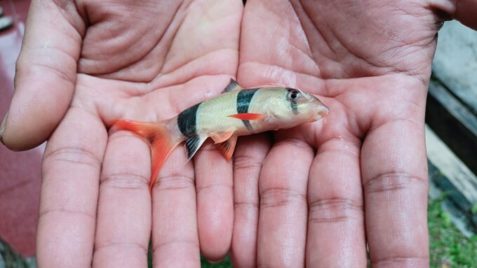 Ikan Botia, yang menjadi primadona pecinta ikan hias. FOTO: AGUS PRAMONO/KALTENG POS