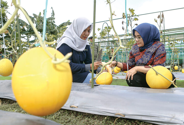 Kepala DKPP Surabaya Antiek Sugiharti (kiri) dan Ketua TP PKK Surabaya Rini Indriyani saat panen melon golden di miniagrowisata DKPP awal bulan ini. Saat itu mereka berhasil memanen 450 kg melon. (DIPTA WAHYU/JAWA POS)
