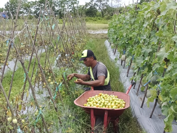PANEN TERUS: Sudah dua tahun Pendi bercocok tanam di kompleks Perumahan Merdeka, Jalan Tjilik Riwut Km 10, Palangka Raya. FOTO: AGUS JAYA/KALTENG POS