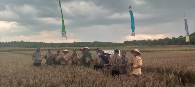 PANEN PADI : Perwakilan PT MPP (CBI Group) bersama Bupati Lamandau Hendra Lesmana ketika panen raya di Desa Sumber Cahaya Kabupaten Lamandau, belum lama ini.