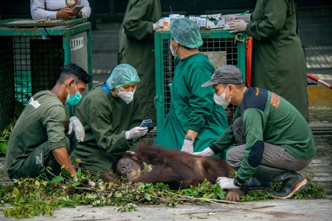 KEMBALI KE HUTAN: BKSDA Kalteng bersama Yayasan Penyelamatan Orangutan Borneo melepasliarkan 10 orang utan ke Taman Nasional Bukit Baka Bukit Raya, Tumbang Hiran, Katingan, Rabu (14/6). Sebelum dilepasliarkan, dua ekor orang utan jantan dan delapan ekor b