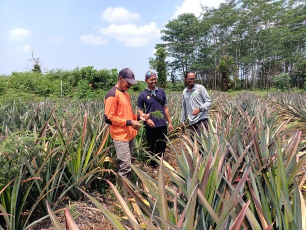 KADER UBI: Zainal Abidin (kaos oranye), Yaman (tengah) dan Fasilitator FIELD Indonesia Kalteng Husaini saat melihat kebun nanas yang dahulunya merupakan lahan padi gunung. ART/KALTENG POS