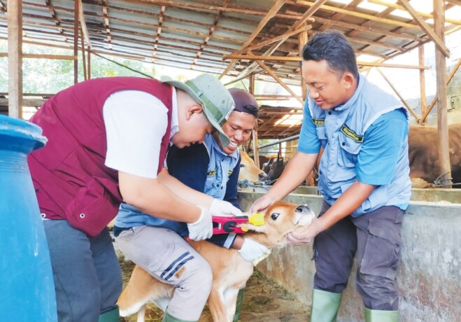 PENDATAAN : Tim dari DPKP Kota saat melakukan pendataan dan penandaan sapi dengan pemasangan eartag, beberapa waktu yang lalu.