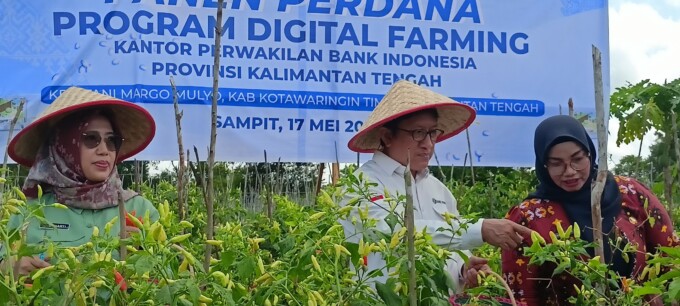 PANEN : Kepala BI Kalteng Taufik Saleh bersama Wakil Bupati Kotim Irawati, Kepala Dinas TPHP Kalteng Sunarti saat panen perdana cabai hasil implementasi digital farming di Kelurahan Pasir Putih, Kecamatan Mentawa Baru Hulu, Kabupaten Kotawaringin Timur (K