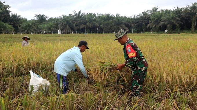 BANTU PETANI : Babinsa Koramil 1017-01/Lmd membantu petani panen padi di Desa Wonorejo, Kecamatan Sematu Jaya, Kabupaten Lamandau, Kamis (18/7/2024).