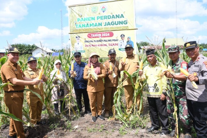 PERTANIAN: Pj Bupati Pulang Pisau Hj Nunu Andriani ketika melakukan panen jagung di Desa Sebangau Mulya, Selasa (3/9/2024).