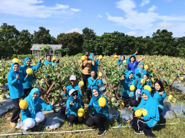 PANEN MELON : Pj Bupati Kobar Budi Santosa didampingi sang istri, dan ibu-ibu PKK ketika melakukan panen buah melon di kebun PKK, Senin (21/10/2024).