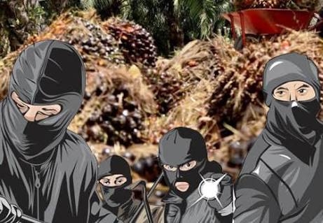 Ilustrasi penjarahan sawit. Sumber: bekabar.id