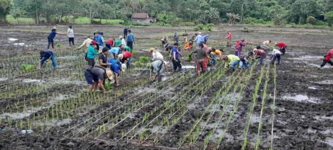 Para gapoktan di Desa Bagok, Kecamatan Benua Lima melakukan penanaman bibit padi IPB 3S.