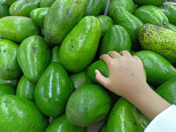 Buah Alpukat. AGUS PRAMONO/KALTENG POS