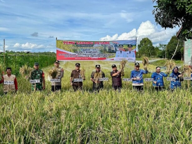 PANEN RAYA: Wakil Ketua I DPRD Kapuas, Yohanes bersama Bupati Kapuas, HM Wiyatno, Kajari Kapuas Luthcas Rohman dan Sekretaris Daerah Kapuas Septedy hadiri panen raya yang dirangkai dengan kegiatan Temu Lapang Petani di Sei Padahal, Kamis (17/4/2025). HUMA